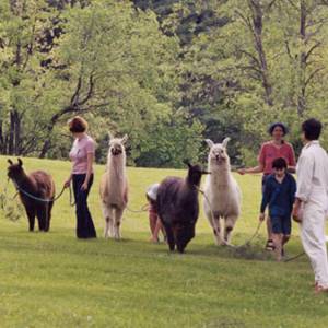 Llama Reunion