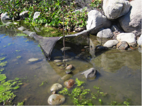 Sein at the top of the stream 