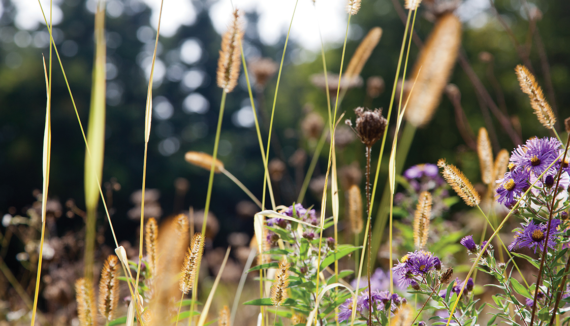 Wildflowers