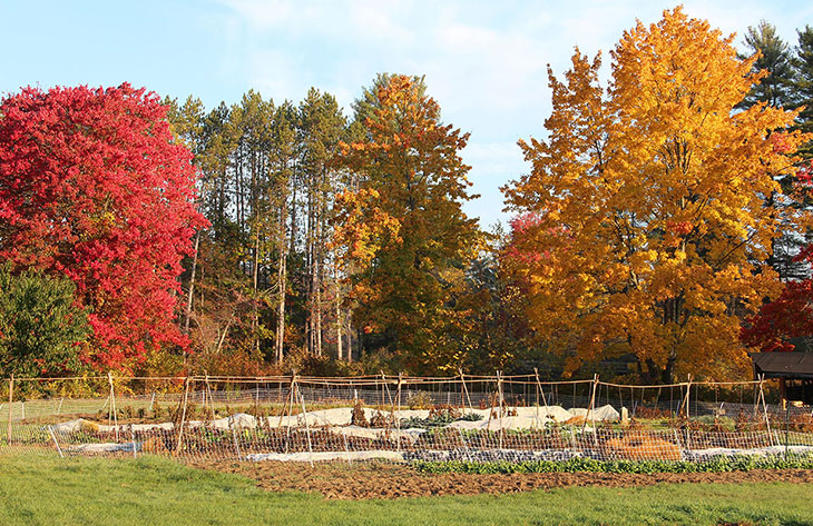 Community Garden