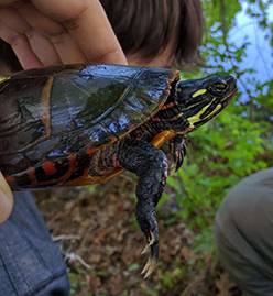 Painted Turtle